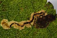Stigmella incognitella