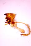 Cilix hispanica