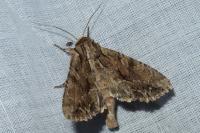 Apamea monoglypha