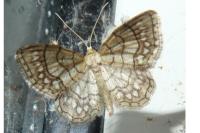 Idaea moniliata
