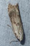 Aphomia sociella