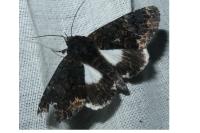 Catephia alchymista