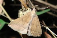 Polypogon plumigeralis
