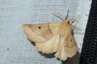 Crocallis elinguaria
