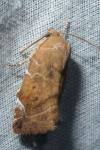Cosmia affinis