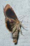 Cosmia affinis