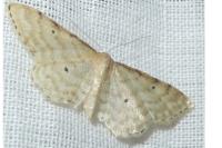 Idaea fuscovenosa
