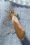 Crassa unitella