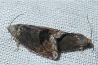 Cydia splendana