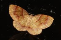 Plagodis pulveraria
