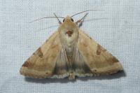 Heliothis peltigera