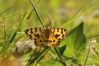 Pseudopanthera macularia