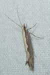 Plutella xylostella
