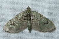 Chloroclystis v-ata
