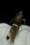 Elegia similella