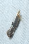 Argyresthia spinosella
