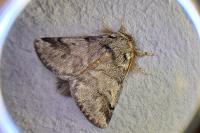 Thaumetopoea processionea