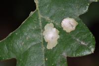 Tischeria ekebladella