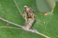 Coleophora kuehnella