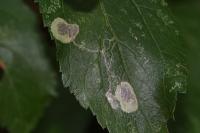 Stigmella plagicolella