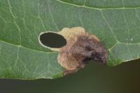 Antispila petryi