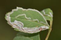 Caloptilia cuculipennella