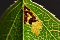 Stigmella perpygmaeella