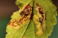 Ectoedemia spinosella