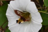 Hemaris fuciformis
