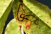 Stigmella anomalella