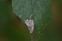 Stigmella plagicolella