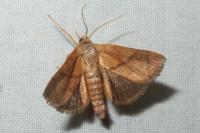 Apoda limacodes