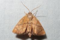 Apoda limacodes