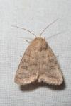 Caradrina morpheus