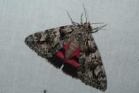 Catocala promissa