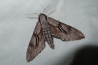 Hyloicus pinastri