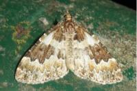 Electrophaes corylata
