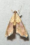 Agrotera nemoralis