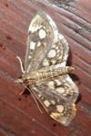 Anania coronata