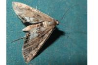 Cataclysta lemnata
