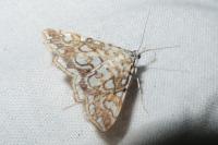 Elophila nymphaeata