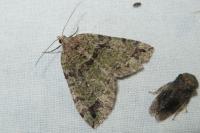 Hydriomena furcata