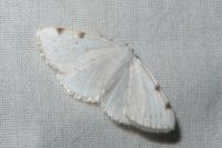 Lomographa bimaculata