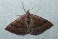 Larentia clavaria