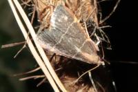 Hypsopygia glaucinalis