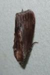 Galleria mellonella