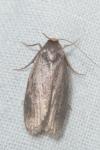 Achroia grisella