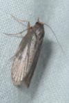 Achroia grisella