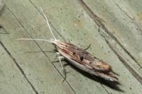 Ypsolopha scabrella