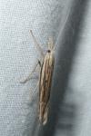 Ypsolopha mucronella